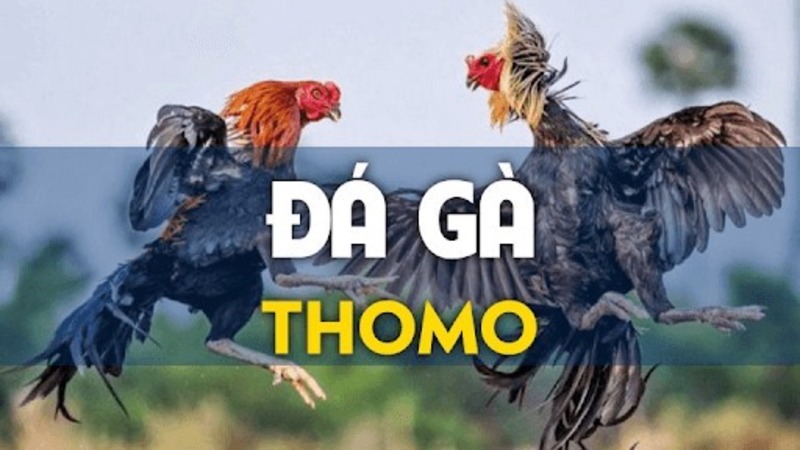 Luật Chơi Đá Gà Thomo