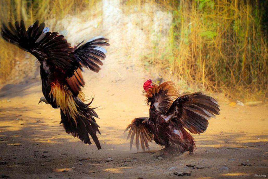 Kinh Nghiệm Và Chiến Thuật Trong Đá Gà Thomo